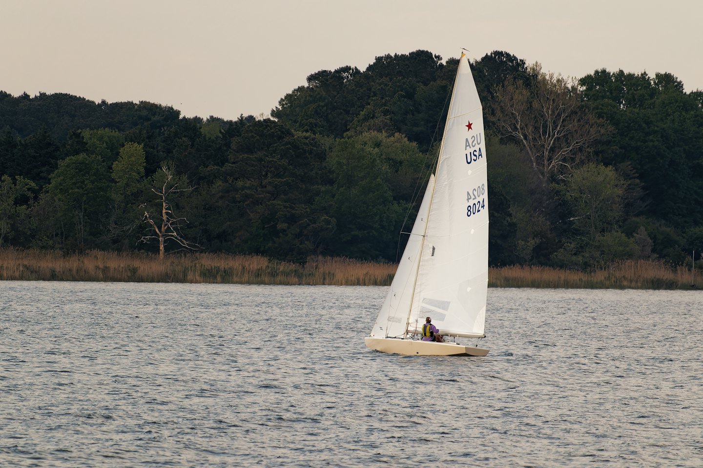 A sailor navigates a small sailboat near a grassy shore.